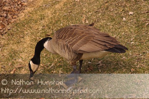 A goose eating grass between Lake Calhoun and Lake of the Isles.